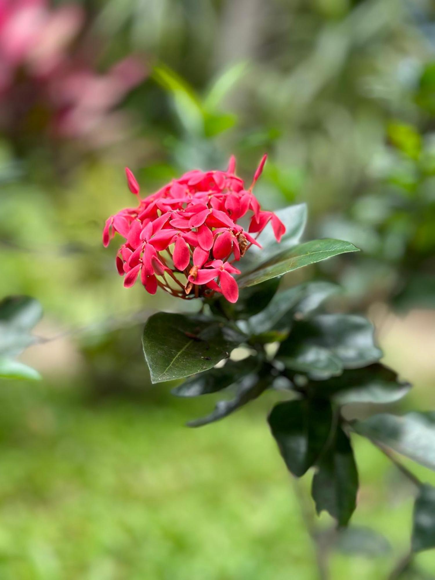Sigiri Hibiscus Villa Szigirija Kültér fotó