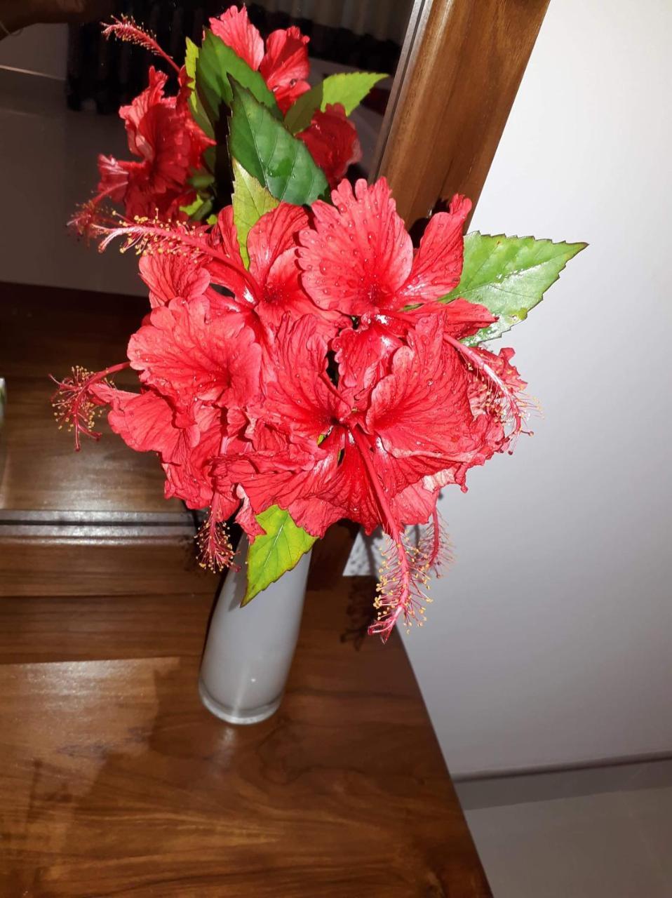 Sigiri Hibiscus Villa Szigirija Kültér fotó